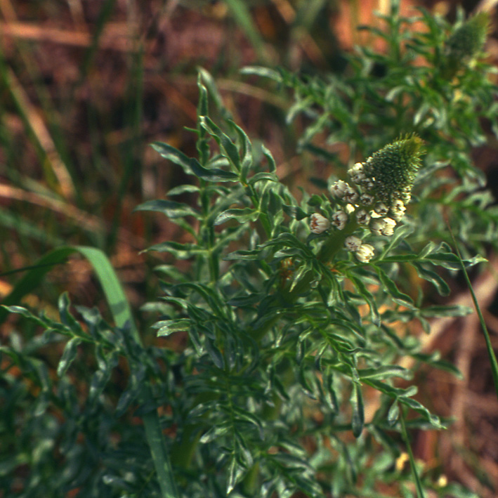 Reseda alba / Reseda bianca